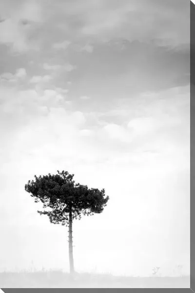 Постер Дерево (Tree) №23