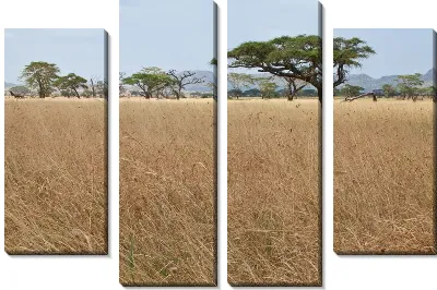 Модульная картина Деревья в саванне (Trees in the savannah)