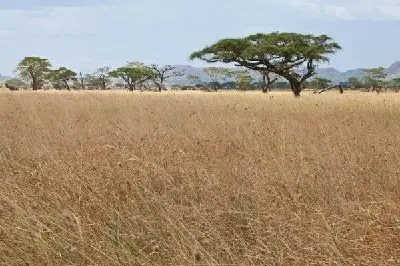 Деревья в саванне (Trees in the savannah)