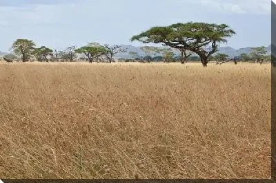 Деревья в саванне (Trees in the savannah)