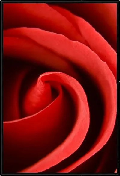 Картина Роза (Rose) №14