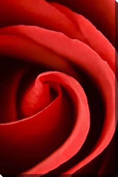 Постер Роза (Rose) №14