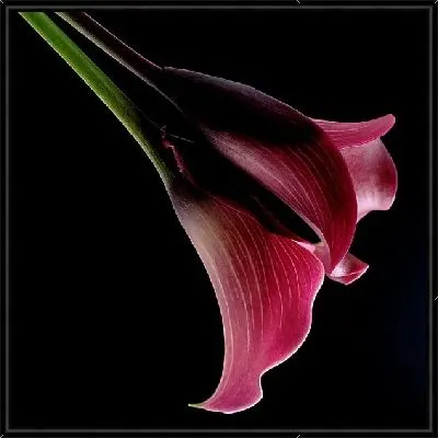 Розовая лилия (pink lily)