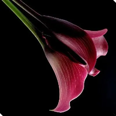 Розовая лилия (pink lily)