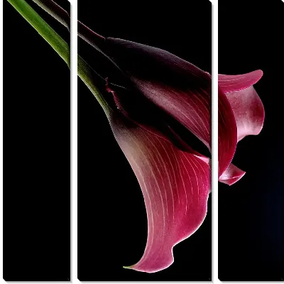 Розовая лилия (pink lily)