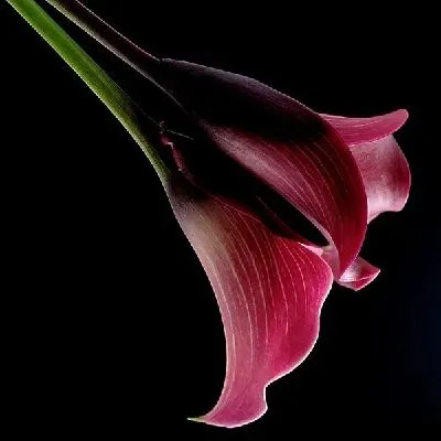 Розовая лилия (pink lily)