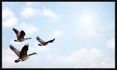 Картина Перелетные птицы (Migratory birds)