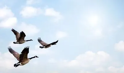 Плакат Перелетные птицы (Migratory birds)