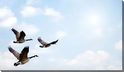 Постер Перелетные птицы (Migratory birds)