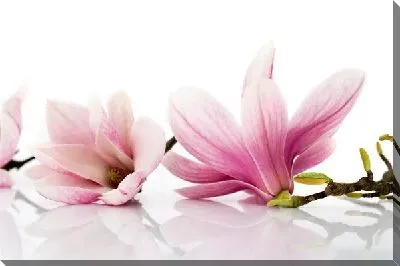 Постер Цветы (Flowers) №106