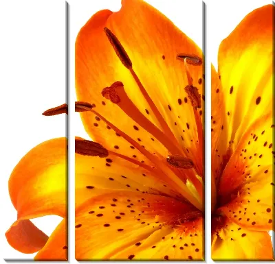 Модульная картина Тигровая лилия (Tiger lily) №2