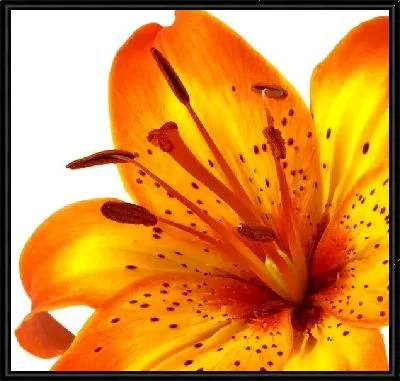 Картина Тигровая лилия (Tiger lily) №2