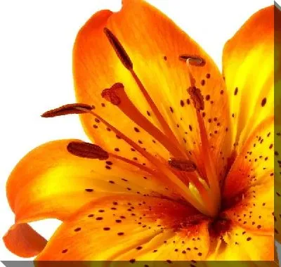Постер Тигровая лилия (Tiger lily) №2