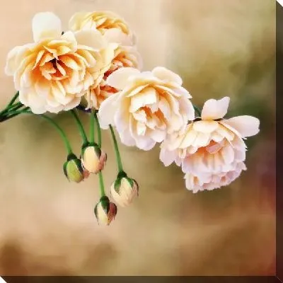 Постер Белые цветы (White flowers) №6