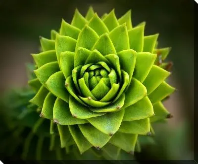 Постер Растение (Plant) №3