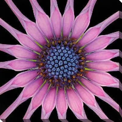 Постер Экзотический цветок (Exotic flower)