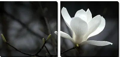 Модульная картина Белый цветок (White flower) №2