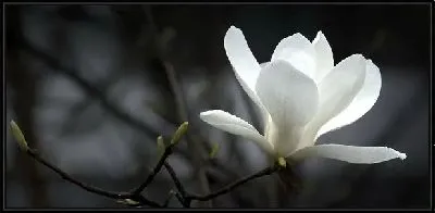 Картина Белый цветок (White flower) №2