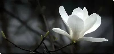 Постер Белый цветок (White flower) №2