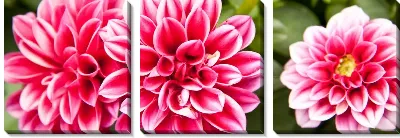 Модульная картина Цветы (Flowers) №108