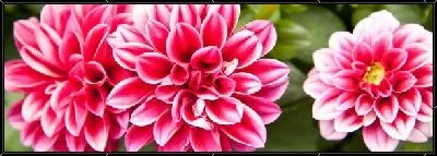Картина Цветы (Flowers) №108
