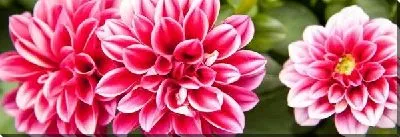 Постер Цветы (Flowers) №108