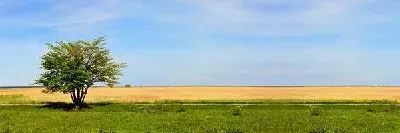 Плакат Дерево у поля (Tree in field)