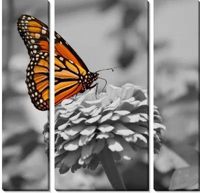 Модульная картина Бабочка на цветке (Butterfly on a flower)