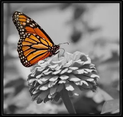 Бабочка на цветке (Butterfly on a flower)