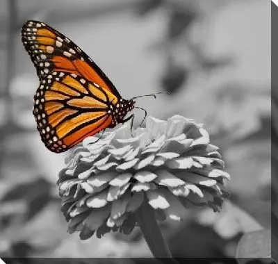 Бабочка на цветке (Butterfly on a flower)