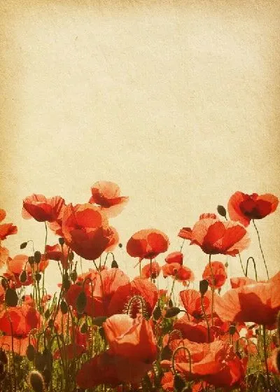 Плакат Маки (Poppies) №35