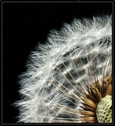 Картина Одуванчик (Dandelion) №2