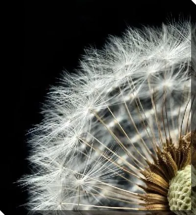 Постер Одуванчик (Dandelion) №2