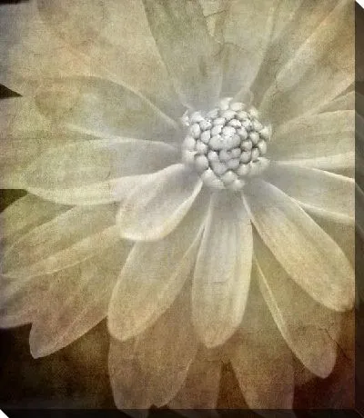 Постер Цветок (Flower) №20
