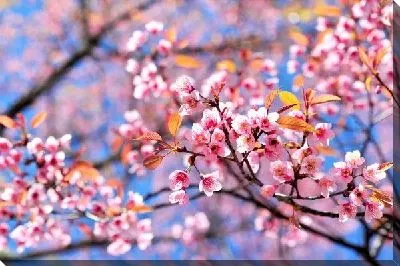 Постер Сакура (Sakura) №6