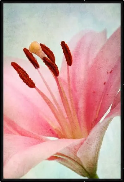 Картина Розовый цветок (Pink flower)
