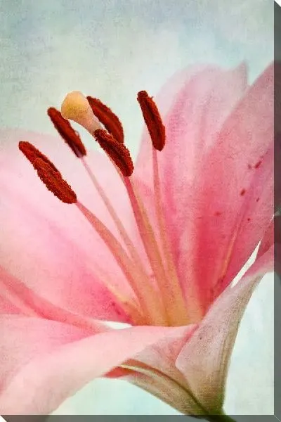 Постер Розовый цветок (Pink flower)