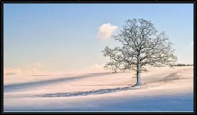Картина Заснеженное дерево (Snow-covered trees)