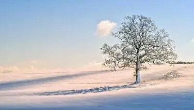 Плакат Заснеженное дерево (Snow-covered trees)
