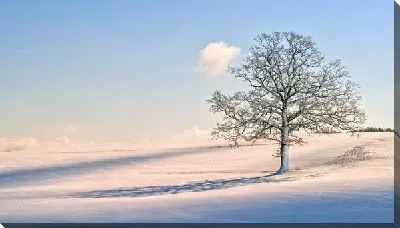 Постер Заснеженное дерево (Snow-covered trees)