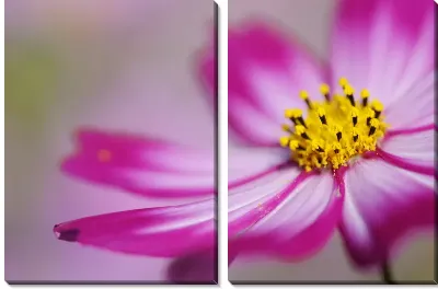 Модульная картина Цветок (Flower) №21