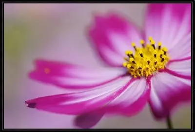 Картина Цветок (Flower) №21