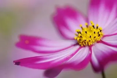 Плакат Цветок (Flower) №21