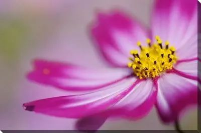 Постер Цветок (Flower) №21