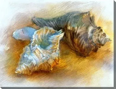 Постер Ракушки (Shells) №3