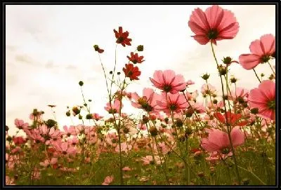 Картина Цветы в поле (Flowers in the field)