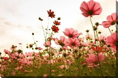 Постер Цветы в поле (Flowers in the field)