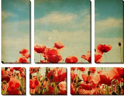 Модульная картина Маки (Poppies) №36