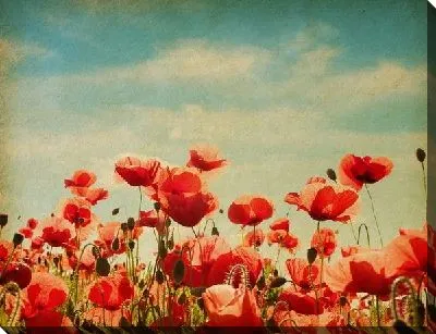 Постер Маки (Poppies) №36
