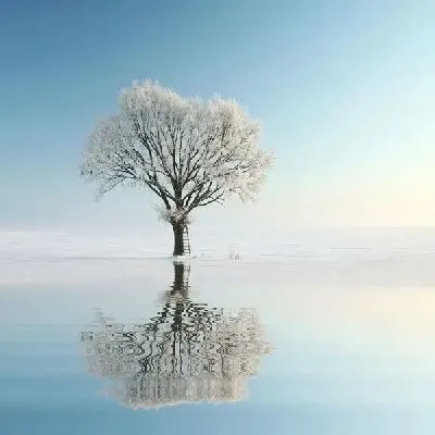 Плакат Дерево (Tree) №24